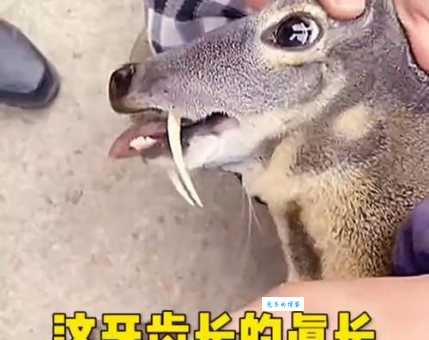 哪个生肖的动物牙齿最锋利？揭秘答案！