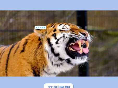 蹊田夺牛是哪个生肖动物？多种说法大解析