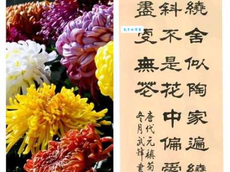 腊月菊花傲霜雪打一生肖，你猜对了吗？