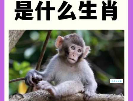 想知道广开门路指的是什么生肖吗？答案可能让你惊讶