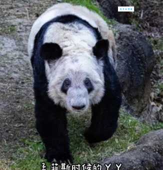 回国大熊猫丫丫，迎接它的竹子小山