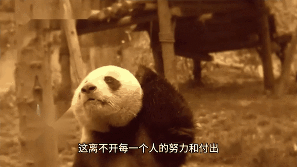 回国大熊猫丫丫，迎接它的竹子小山
