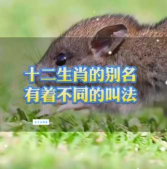 十万火急是什么生肖？十二生肖里谁最急？