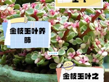金枝玉叶究竟是哪个生肖？多种说法大比拼