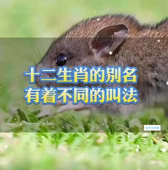 想知道虚掷光阴是哪个生肖吗？看看这些生肖的特征！
