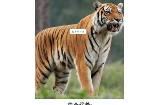 富奇驭虎代表什么生肖？揭秘背后的含义