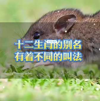 纸醉金迷是什么生肖？揭秘十二生肖中的享乐主义者