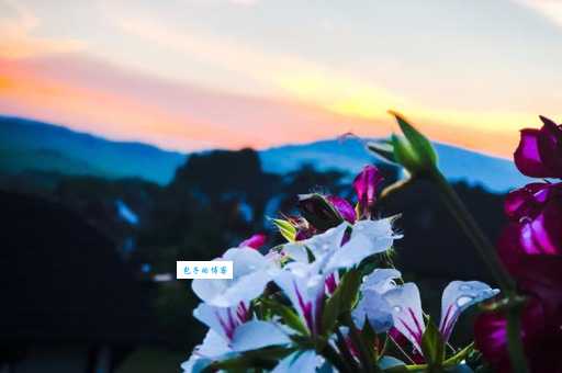 回头一笑百媚生打一花卉是什么花？答案揭晓