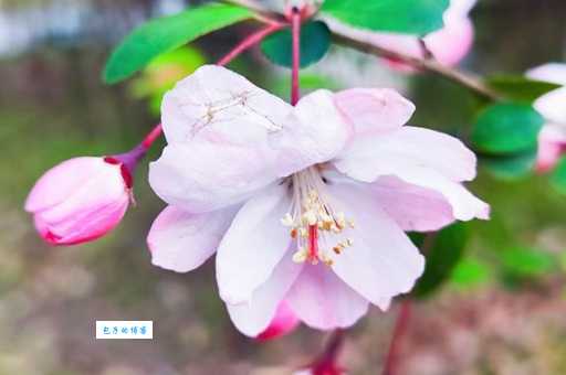 回头一笑百媚生打一花卉是什么花？答案揭晓