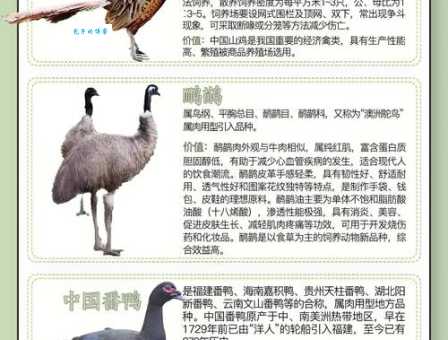 河立鸡群是哪个生肖动物？深度解析