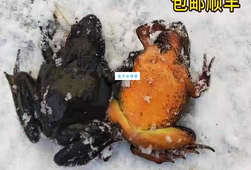 蛙蟆胜负指的是哪几个生肖？速来了解！