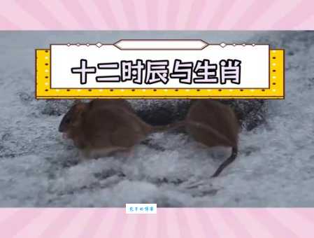 夜眠成梦是什么生肖？揭秘隐藏的生肖动物！