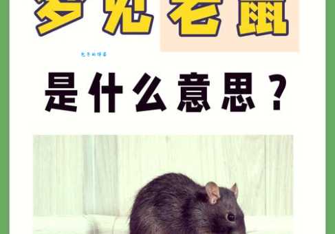 夜眠成梦打一生肖是什么动物？答案揭晓！