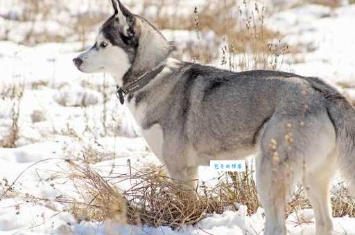 挑选西伯利亚雪橇犬的技巧，避免买到不健康的狗狗