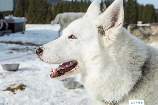 挑选西伯利亚雪橇犬的技巧，避免买到不健康的狗狗