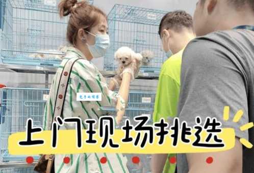 想在南宁买只金毛？这些事你必须知道