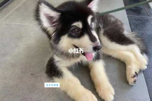 如何辨别纯种阿拉斯加和阿拉斯加哈士奇串？