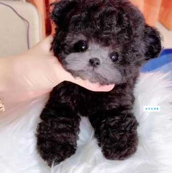 茶杯泰迪犬多少钱一只？价格影响因素大揭秘！