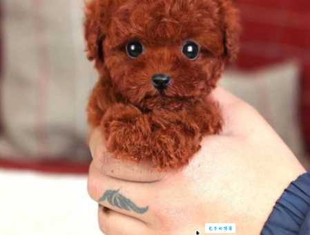 茶杯泰迪犬多少钱一只？价格影响因素大揭秘！