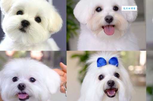 马耳他犬好养吗？饲养马耳他犬的注意事项有哪些？