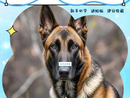 马耳他犬好养吗？饲养马耳他犬的注意事项有哪些？
