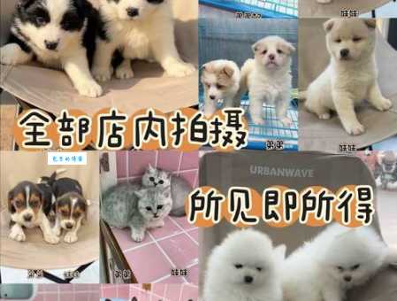 最新英系博美犬价格表：不同品质狗狗价格参考