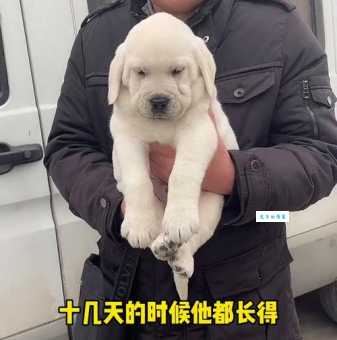 购买拉布拉多幼犬要花多少钱？血统、品相影响价格吗？