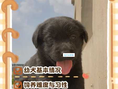 购买拉布拉多幼犬要花多少钱？血统、品相影响价格吗？