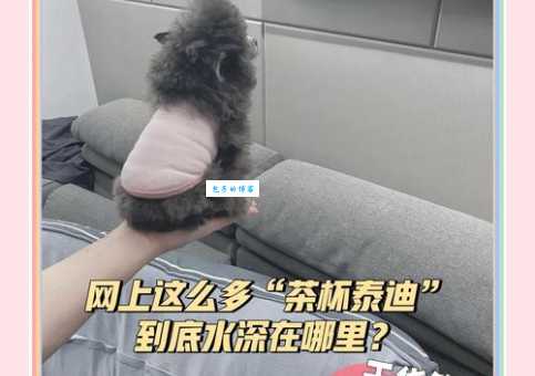 影响茶杯泰迪价格的因素有哪些？全面分析