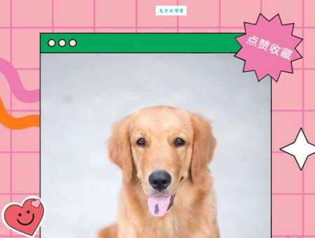 金毛狗狗训练方法：简单易懂的步骤，轻松养成乖巧爱犬