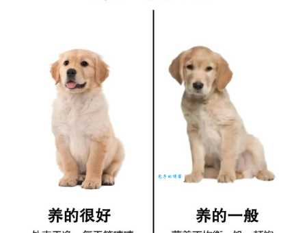金毛狗狗训练方法：简单易懂的步骤，轻松养成乖巧爱犬