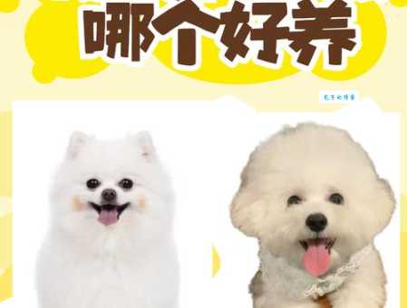 比利牛斯山犬的性格特点及日常护理方法详解