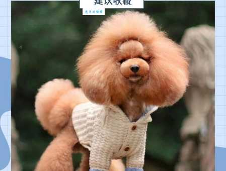 你的泰迪犬是纯种的吗？5个特征帮你鉴定真伪！