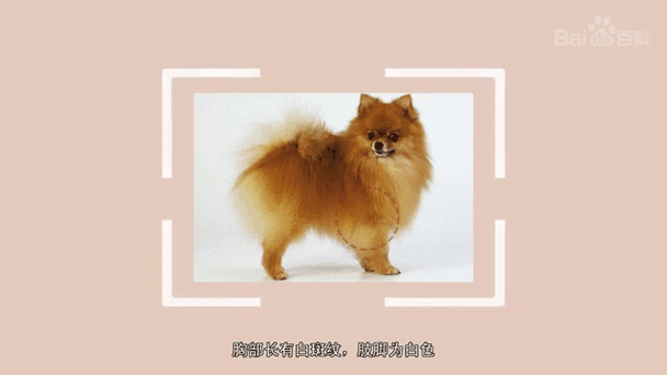 最新哈多利系博美犬价格行情，宠物爱好者必看！