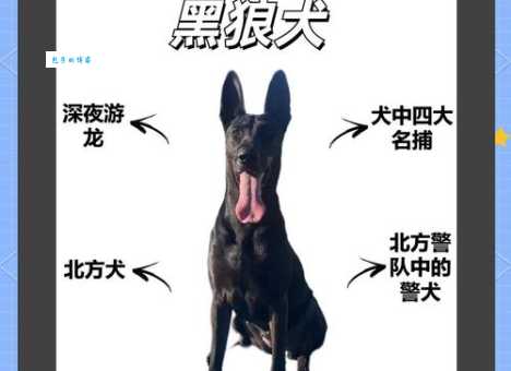 小狼狗是什么意思？揭秘网络流行语小狼狗的真正含义