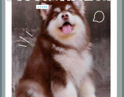阿拉斯加雪橇犬价格贵吗？如何挑选性价比高的狗狗