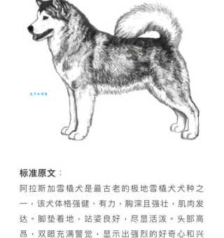 阿拉斯加雪橇犬价格贵吗？如何挑选性价比高的狗狗