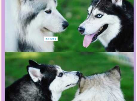 哈士奇和阿拉斯加傻傻分不清？教你快速识别两种雪橇犬！