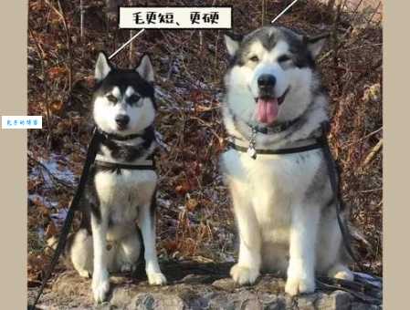 哈士奇和阿拉斯加傻傻分不清？教你快速识别两种雪橇犬！