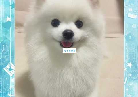 英系博美幼犬价格多少？宠物市场价格大揭秘