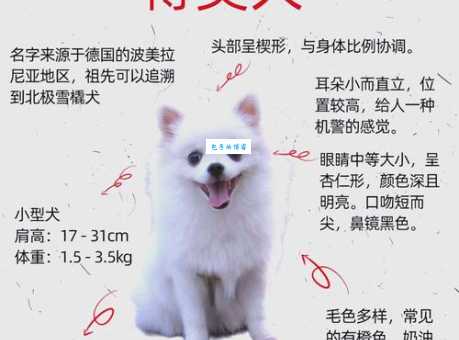 英系博美幼犬价格多少？宠物市场价格大揭秘