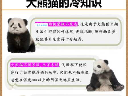 大熊猫是猫科还是熊科？带你了解熊猫的科属分类