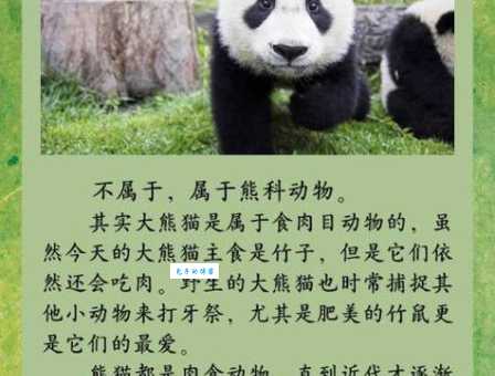 大熊猫是猫科还是熊科？带你了解熊猫的科属分类