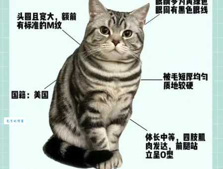 美国短毛猫品种大全，带你认识不同毛色美短
