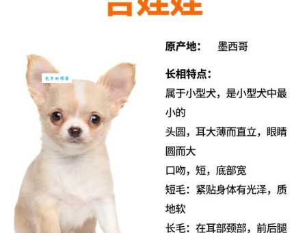 想养吉娃娃？先了解它的性格，避免饲养难题