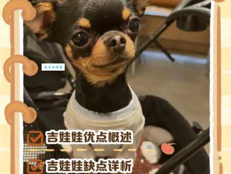 想养吉娃娃？先了解它的性格，避免饲养难题