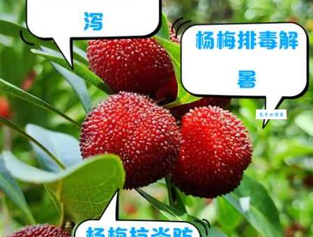 女人吃杨梅有什么好处？美容养颜又助消化！
