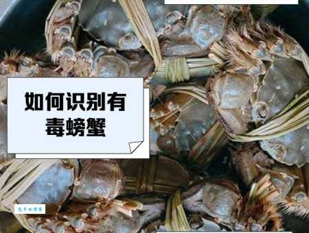 为什么死蟹不能吃？死蟹的毒性有多强？