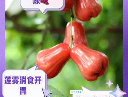 莲雾的功效与作用详解：不止是水果，更是天然良药！