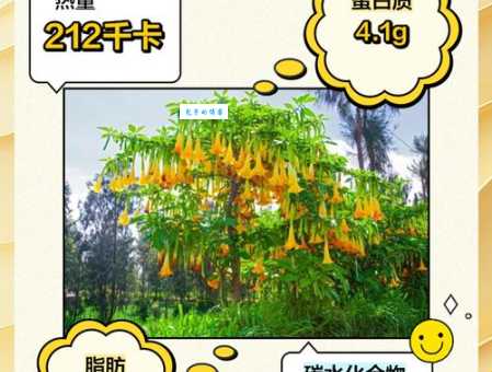 曼陀罗花都有哪些功效？简单了解曼陀罗花